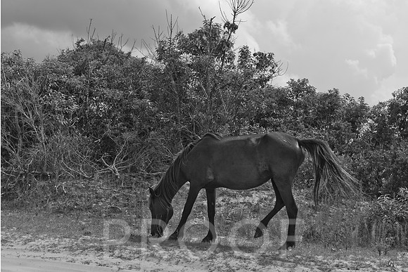Grazing Outer Banks