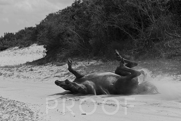 Kicking Up Sand